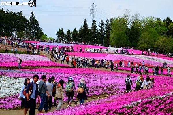 北關東花海漫遊-將春季花海盡收眼底