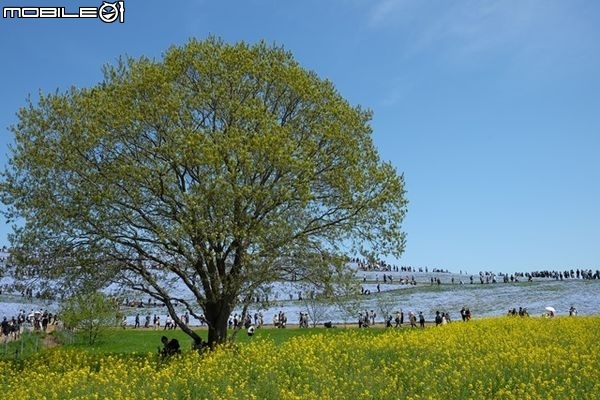 北關東花海漫遊-將春季花海盡收眼底