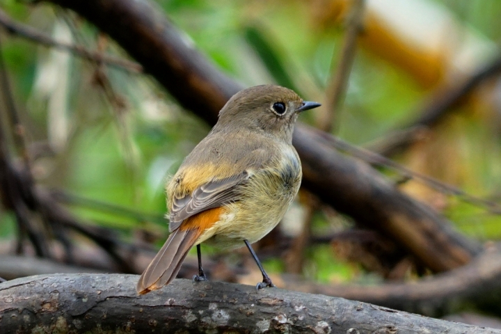 ﹝不專業分享﹞用SONY相機拍鳥