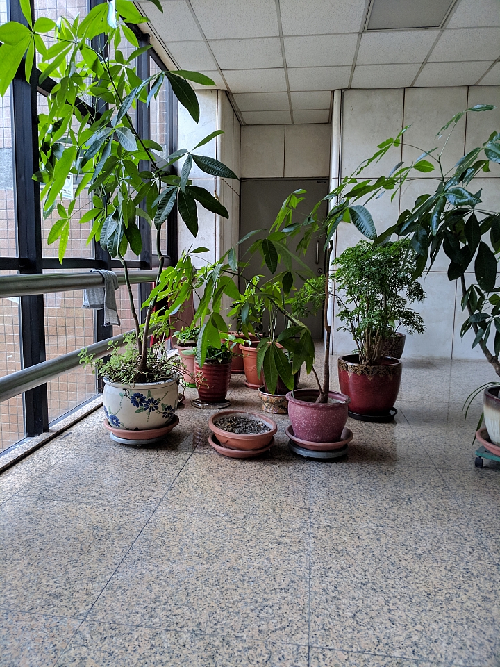 ZF3Z用google pixel HDR+試拍