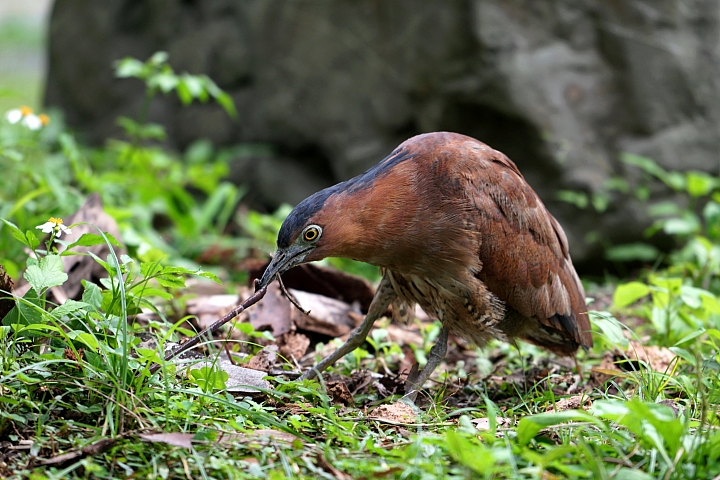 ﹝不專業分享﹞用SONY相機拍鳥