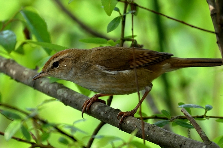 ﹝不專業分享﹞用SONY相機拍鳥