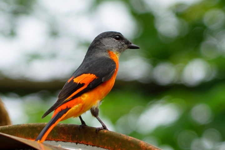 ﹝不專業分享﹞用SONY相機拍鳥