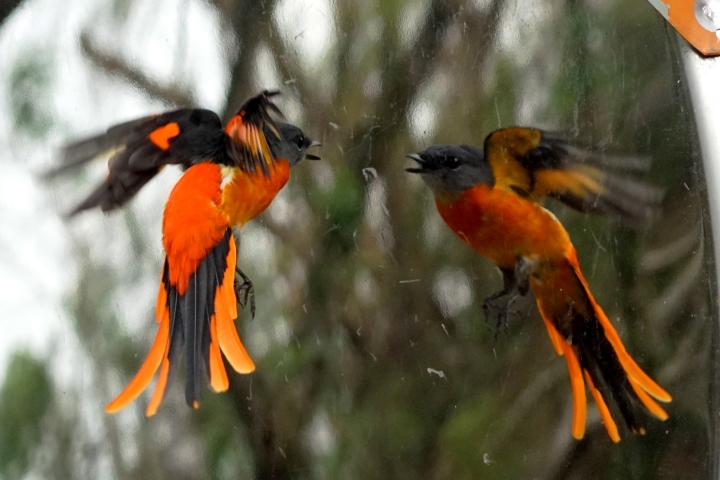 ﹝不專業分享﹞用SONY相機拍鳥