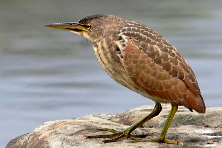 ﹝不專業分享﹞用SONY相機拍鳥