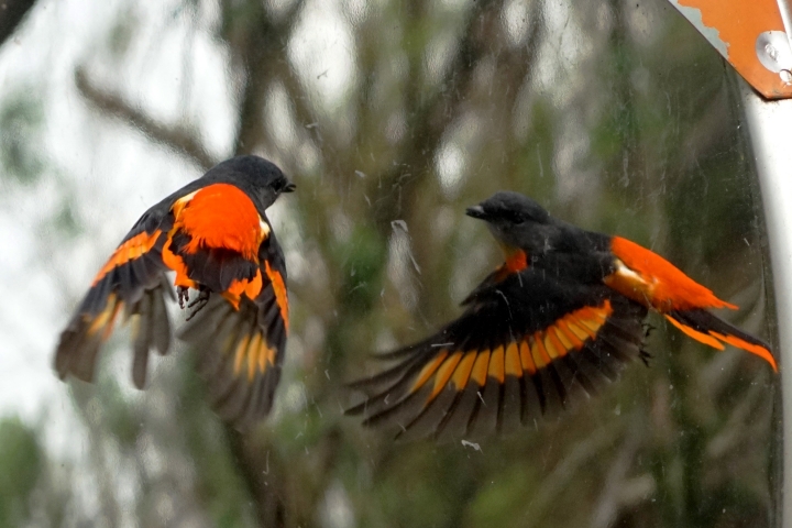 ﹝不專業分享﹞用SONY相機拍鳥