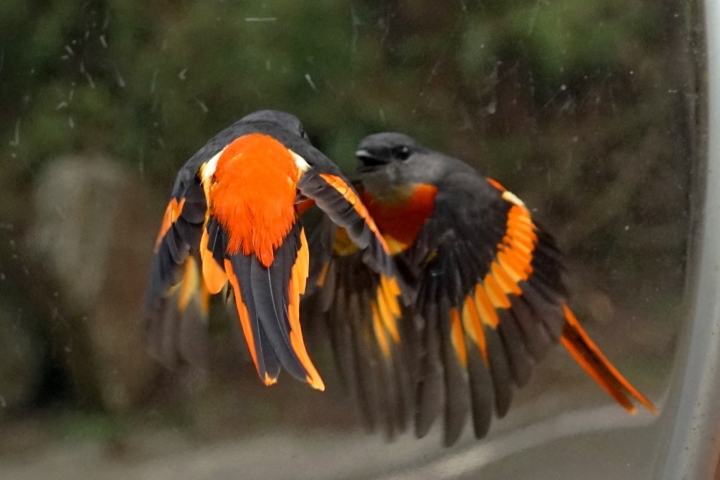 ﹝不專業分享﹞用SONY相機拍鳥