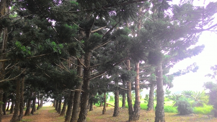 台中輕旅-都會公園+九天黑森林+東海大學