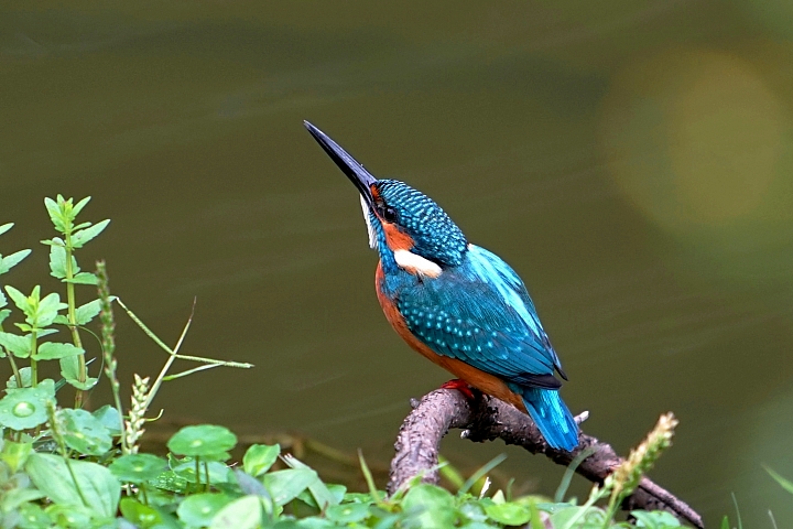 ﹝不專業分享﹞用SONY相機拍鳥