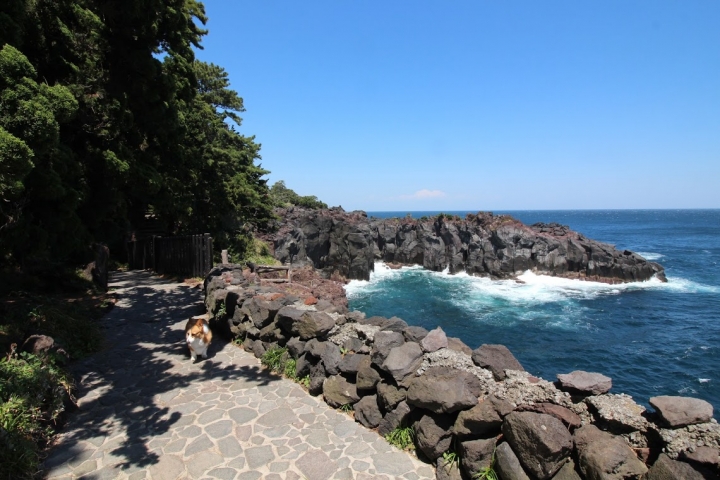 【日本,8200公里的流浪】03 # 伊豆半島的晴與雨