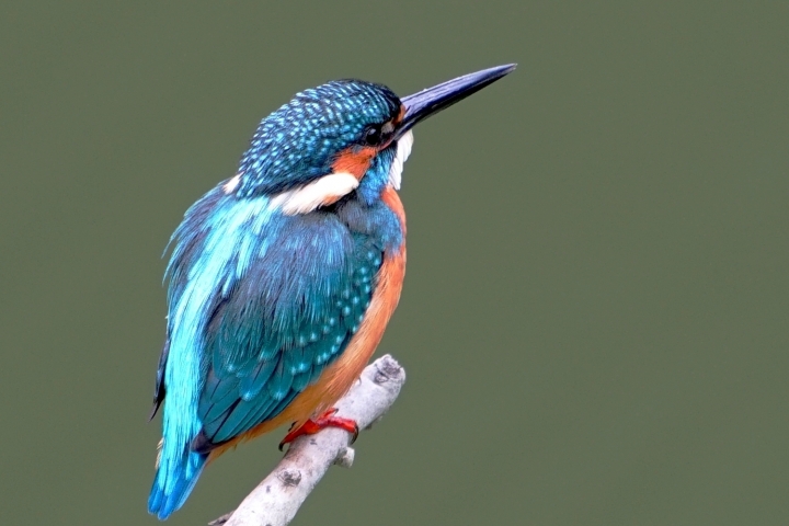 ﹝不專業分享﹞用SONY相機拍鳥