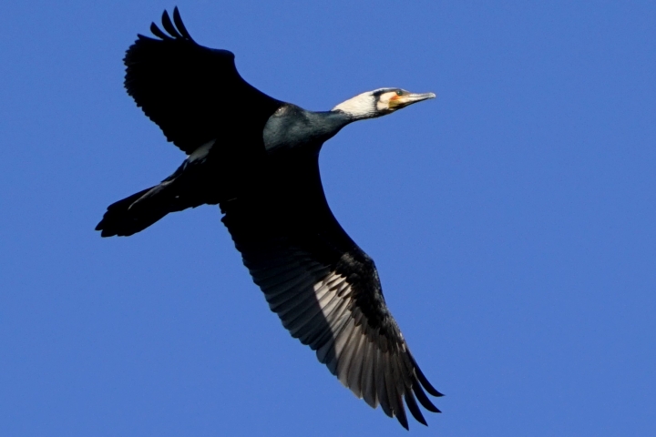 ﹝不專業分享﹞用SONY相機拍鳥