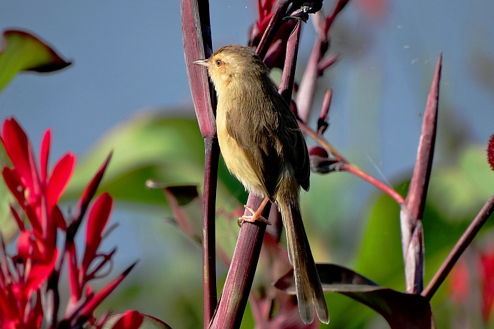 ﹝不專業分享﹞用SONY相機拍鳥