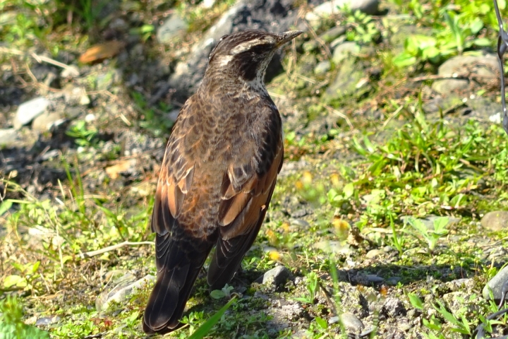 ﹝不專業分享﹞用SONY相機拍鳥