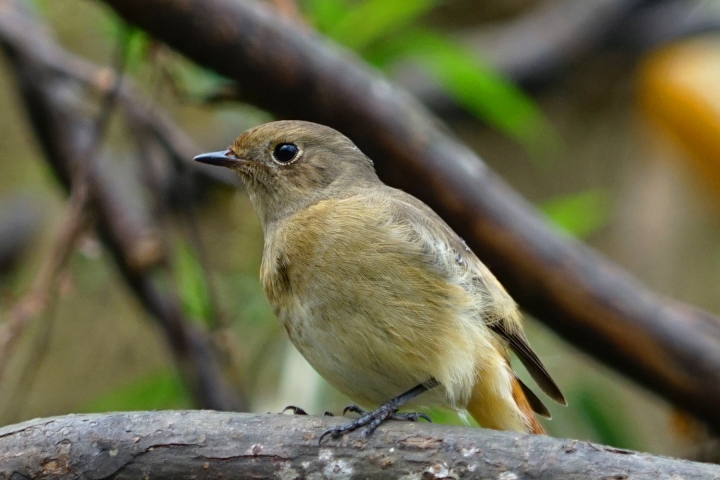 ﹝不專業分享﹞用SONY相機拍鳥
