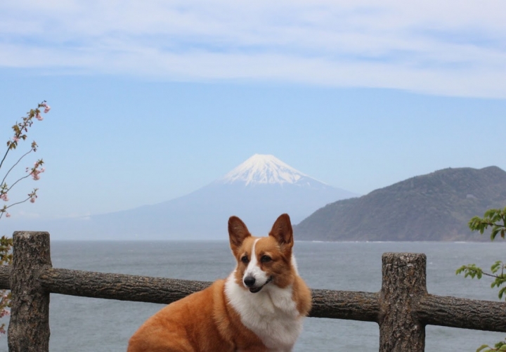 【日本,8200公里的流浪】03 # 伊豆半島的晴與雨