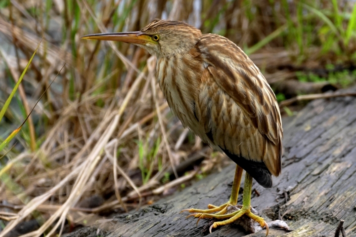 ﹝不專業分享﹞用SONY相機拍鳥