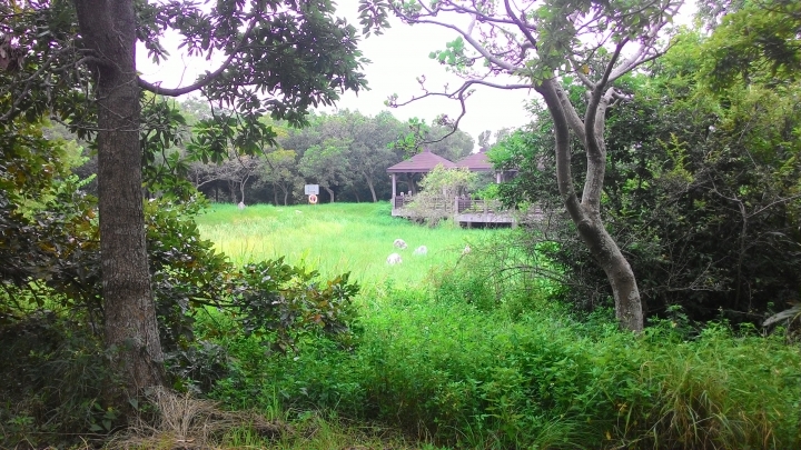 台中輕旅-都會公園+九天黑森林+東海大學
