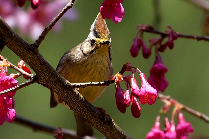 ﹝不專業分享﹞用SONY相機拍鳥