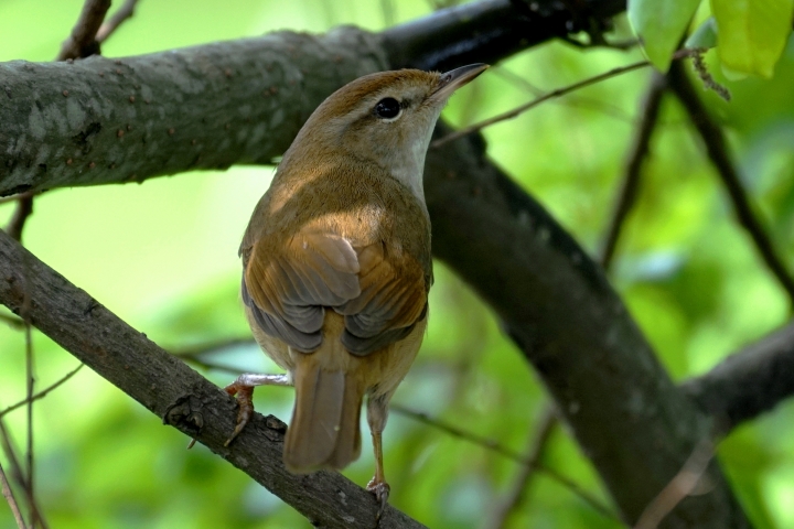 ﹝不專業分享﹞用SONY相機拍鳥