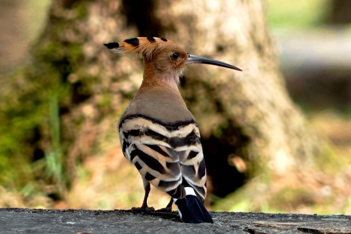 ﹝不專業分享﹞用SONY相機拍鳥