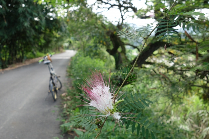 2017欣單車,南投中寮,龍鳳瀑布單車日,