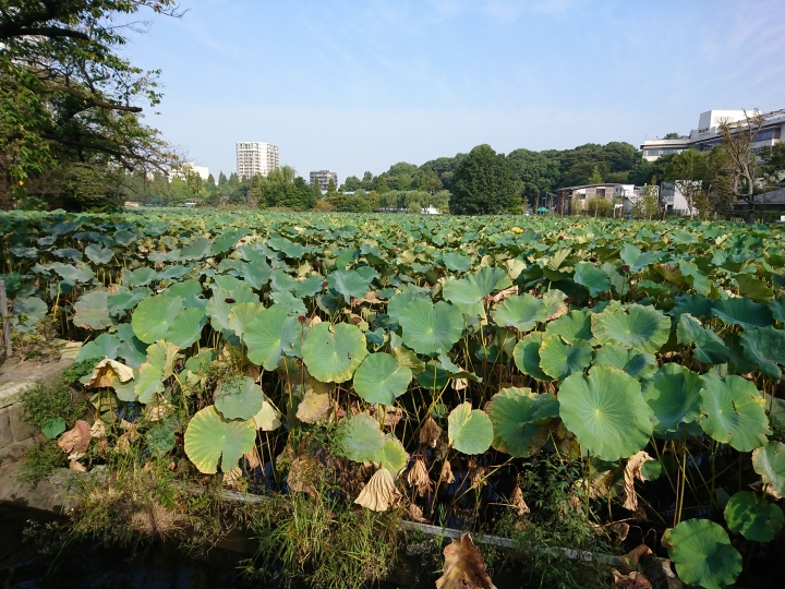 2017斷腿自由行第三日(上野恩賜公園 神田明神社 晴空塔)