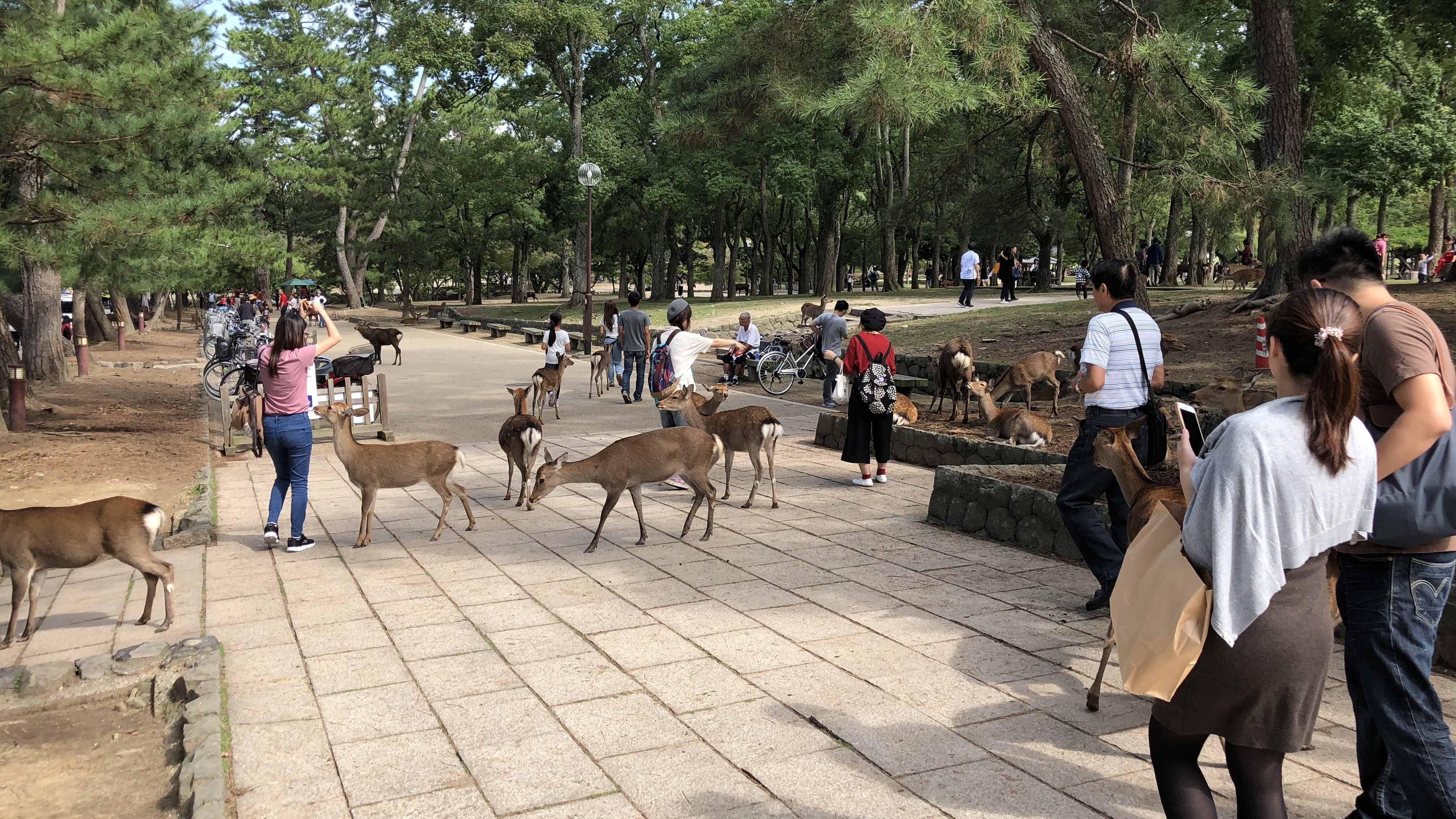 【iPhone8旅測】來趟京都大阪親子遊!代替單眼出任務!