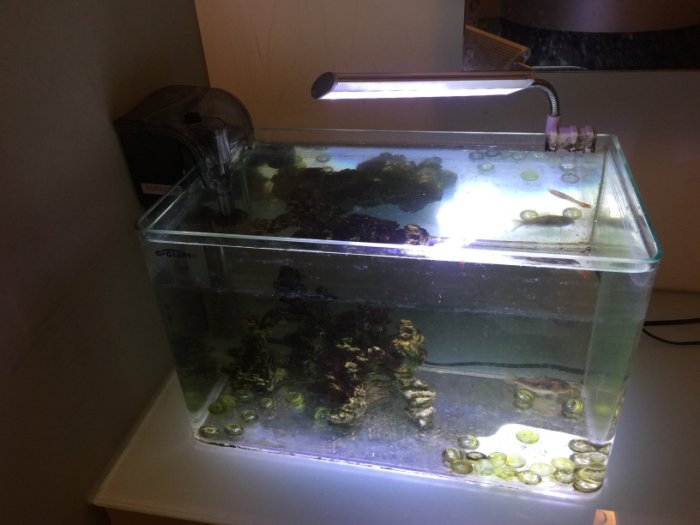 贈送小魚缸及用品