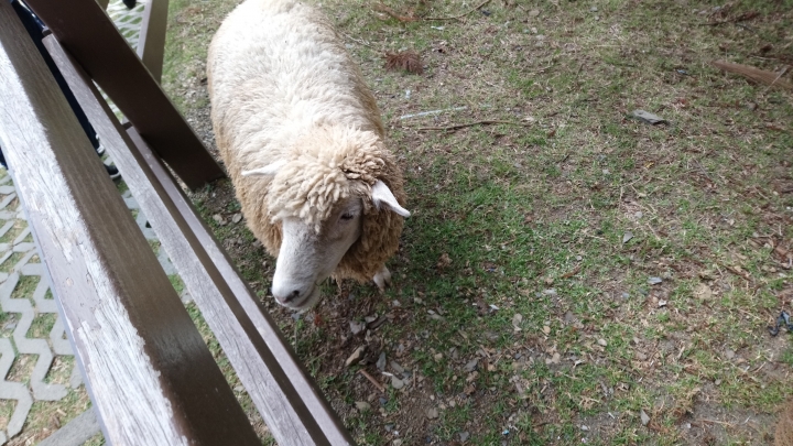 電光藍Sony Xperia XA1 Plus開箱分享(內含實拍)