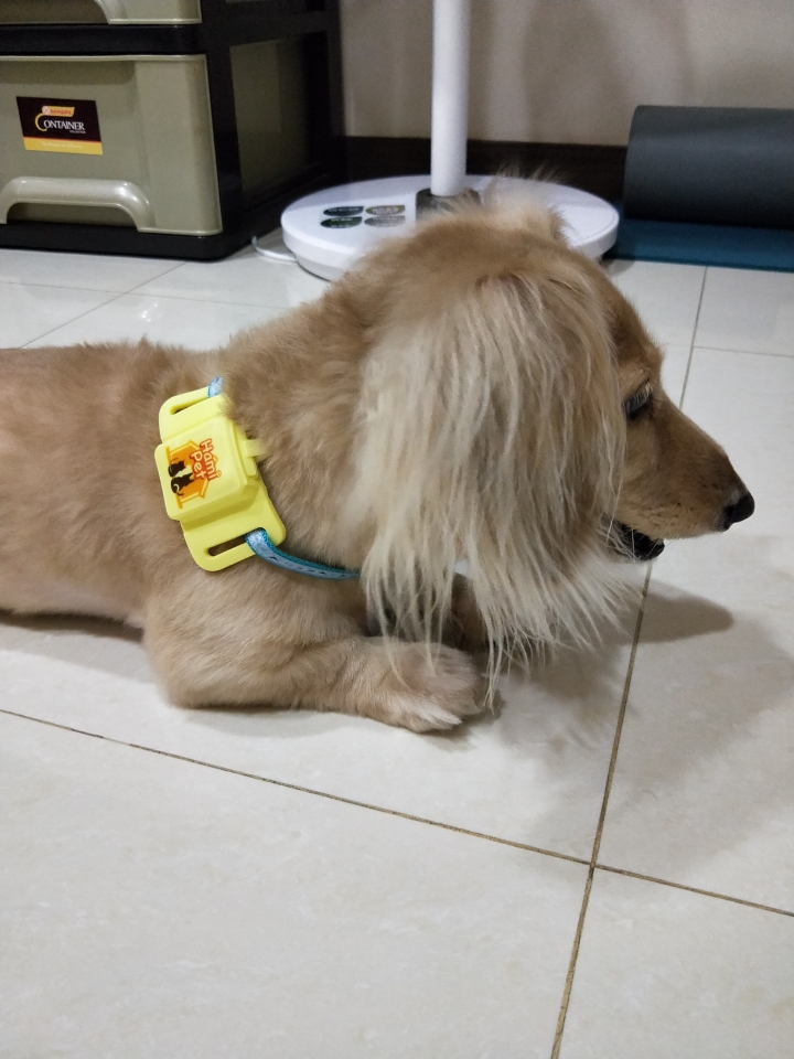 Hami Pet寵物智慧項圈分享