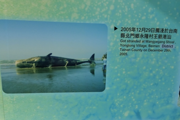 燈塔+吊橋六天半環島