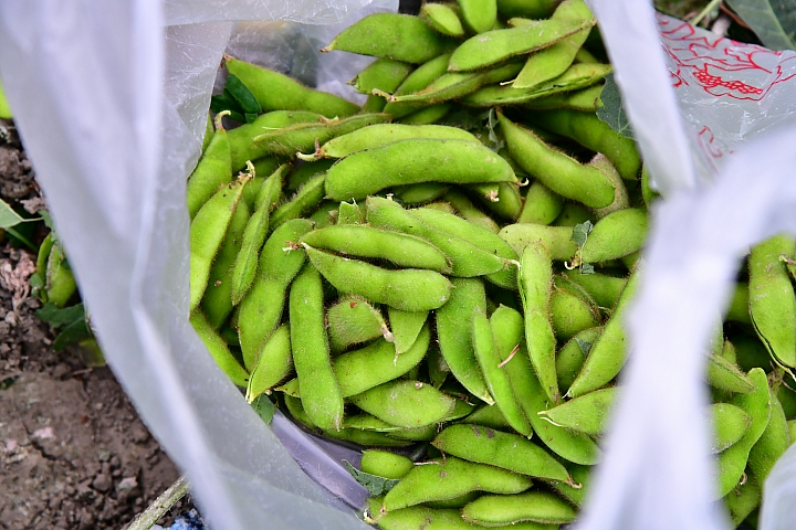 毛豆版拾穗：12月2日下午1點至4點，下崁頂或南州交流道，崁頂焚化爐前農場毛豆趴！