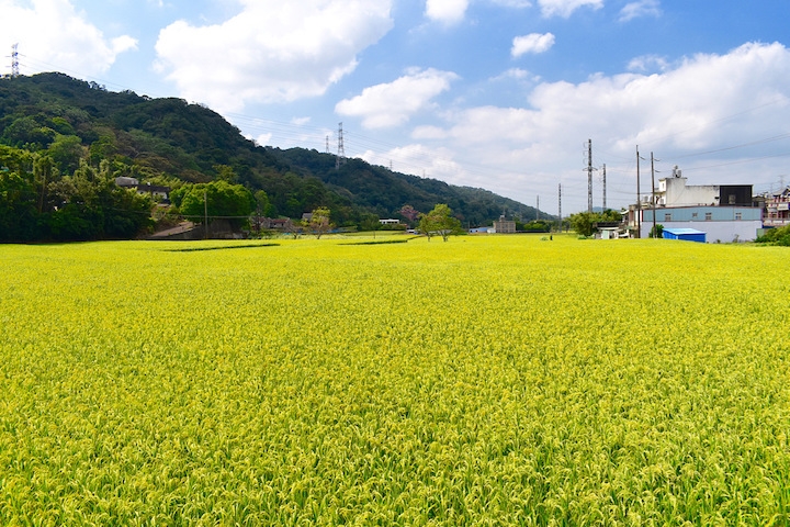 季節限定! 新埔單車賞柿遊