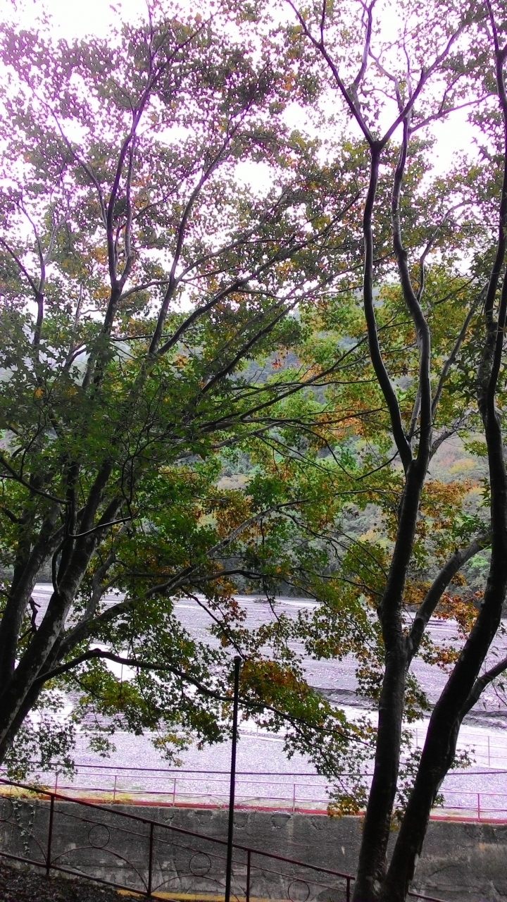 奧萬大之旅續章-楓葉紅了,雙腿軟了。