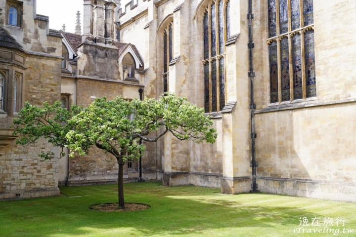 英國劍橋 國王學院/皇后學院參觀 來看牛頓蘋果樹