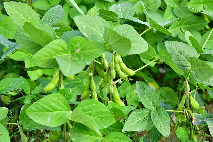 毛豆版拾穗:12月2日下午1點至4點,下崁頂或南州交流道,崁頂焚化爐前農場毛豆趴!
