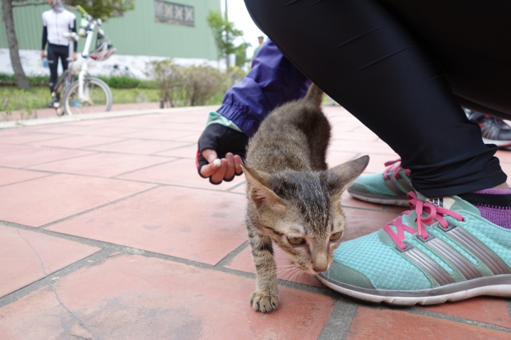 2017年,不落系列年終場,台中不落一,