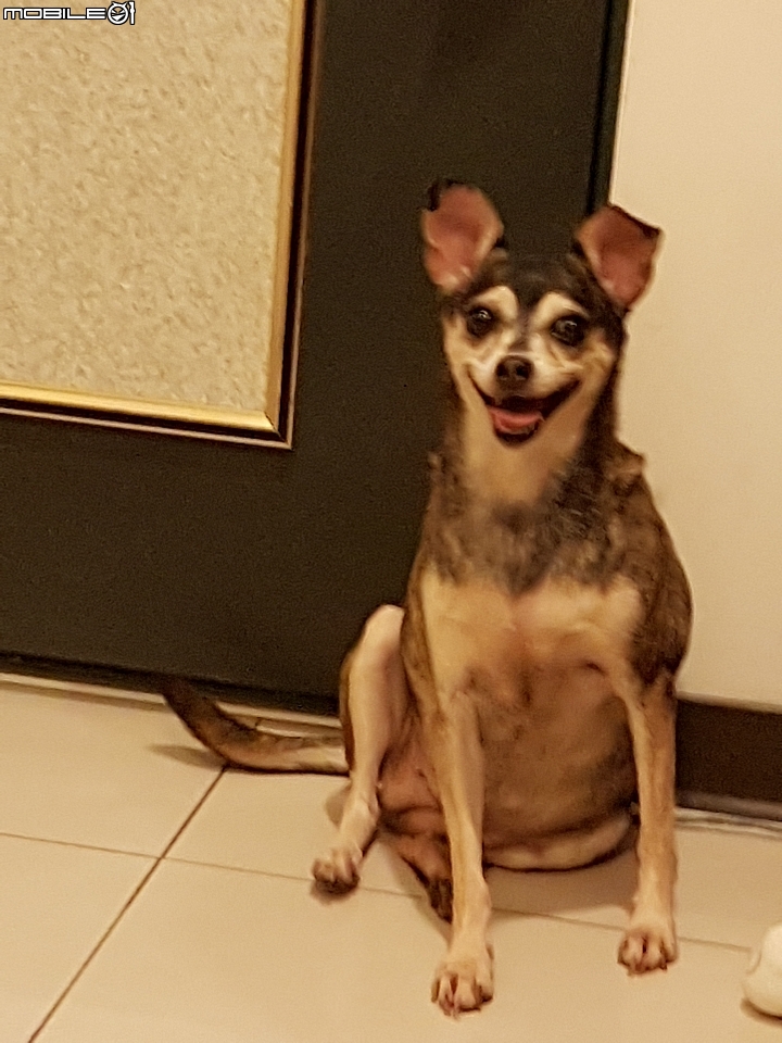 「已送養」乖巧又小型的類吉娃娃虎斑米克斯免費送養