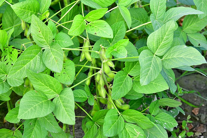 毛豆版拾穗:12月2日下午1點至4點,下崁頂或南州交流道,崁頂焚化爐前農場毛豆趴!