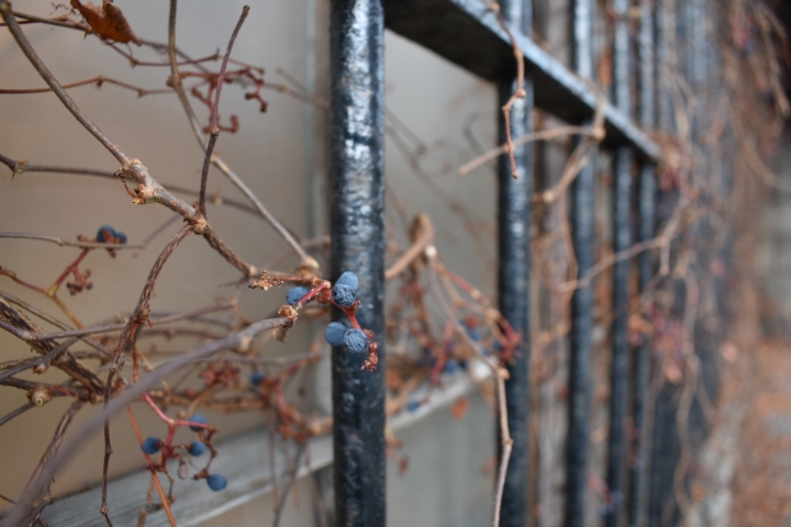 D3400。11月中北海道旅遊照分享