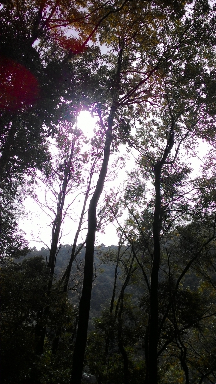 奧萬大之旅續章-楓葉紅了,雙腿軟了。
