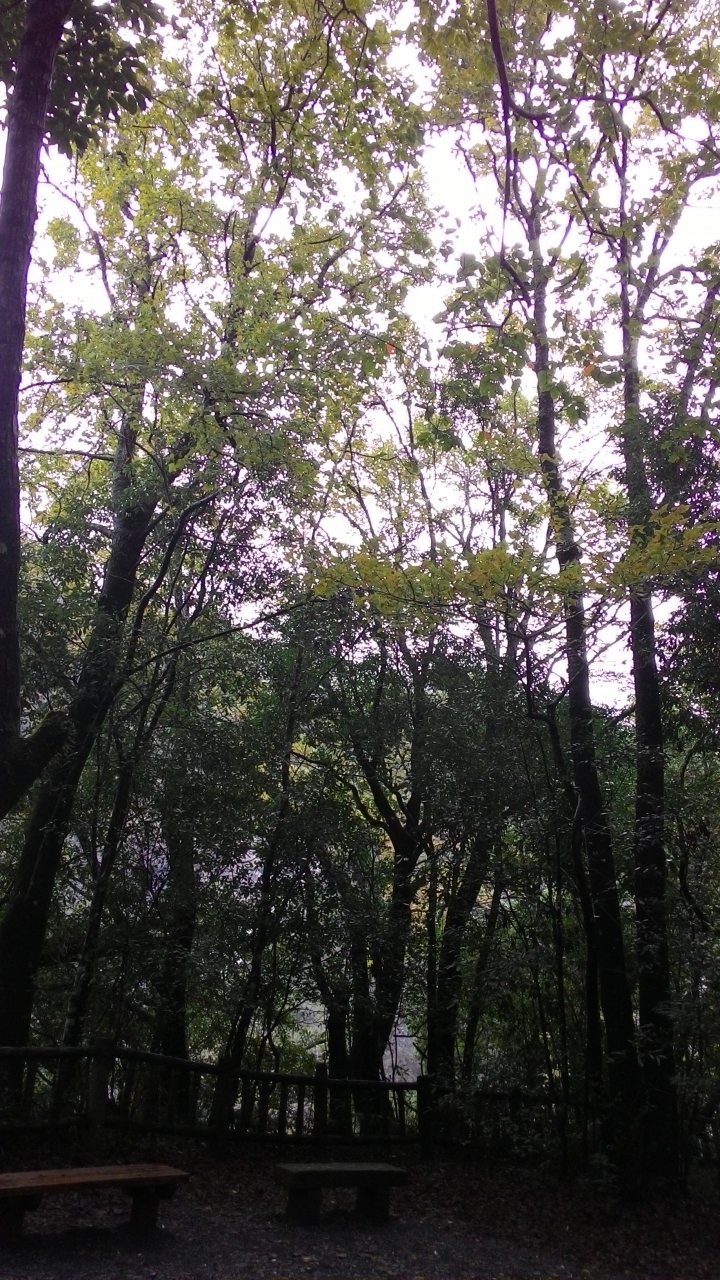 奧萬大之旅續章-楓葉紅了,雙腿軟了。
