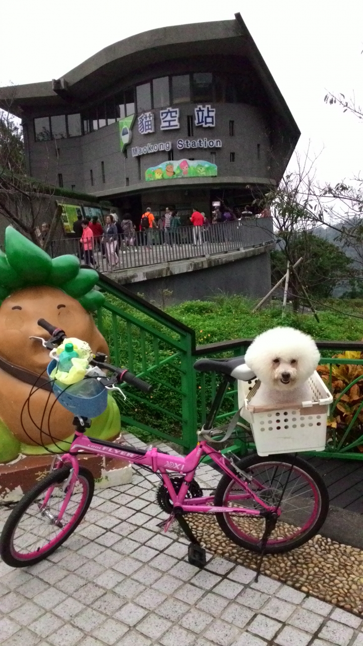 帶著比熊犬騎小摺上貓空尋貓去