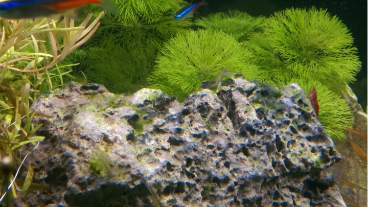 請問各位大大,魚缸爆絲藻怎麼辦?