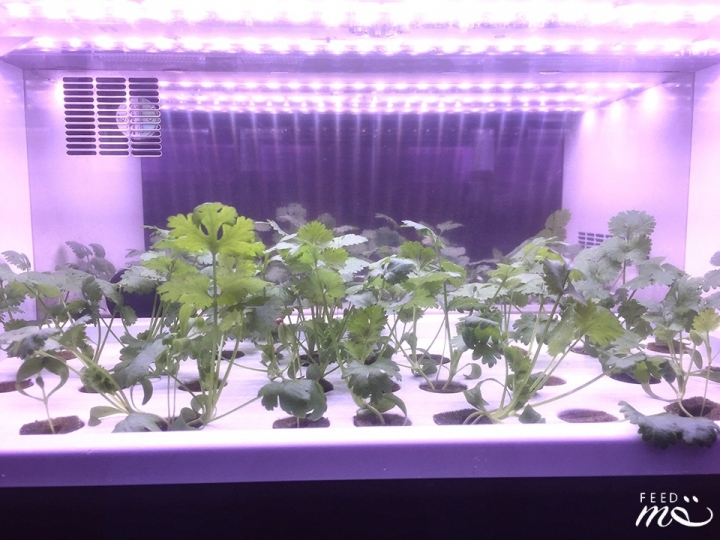 【日本在地美食|橫濱】體驗日本的香菜狂熱,中華街料理新選擇