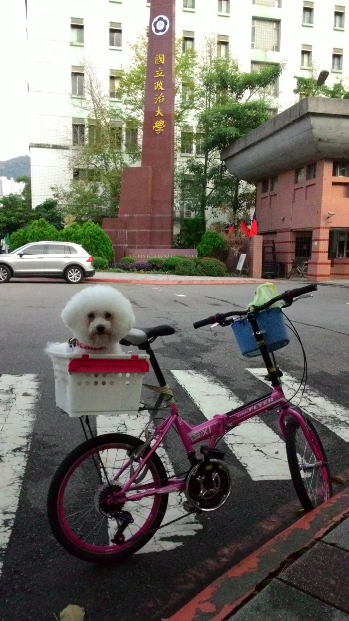 帶著比熊犬騎小摺上貓空尋貓去