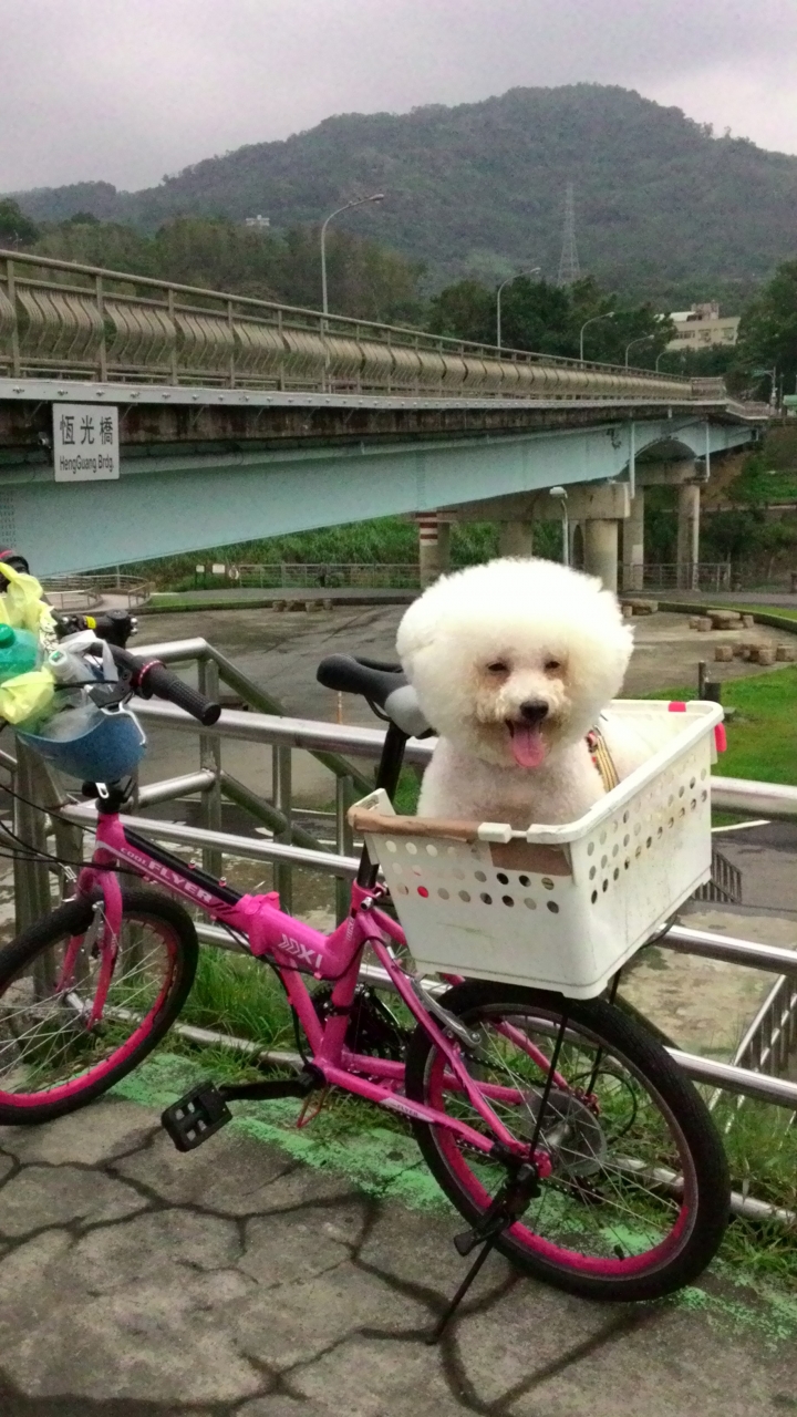 帶著比熊犬騎小摺上貓空尋貓去