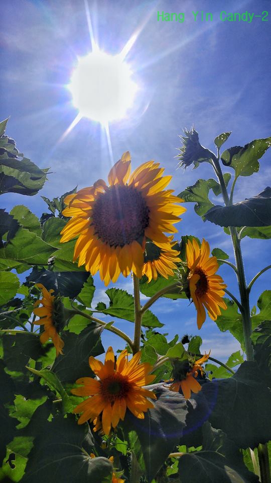 (第114批) LG G / V class 日夜拍研究團 精選作品2017.12.9