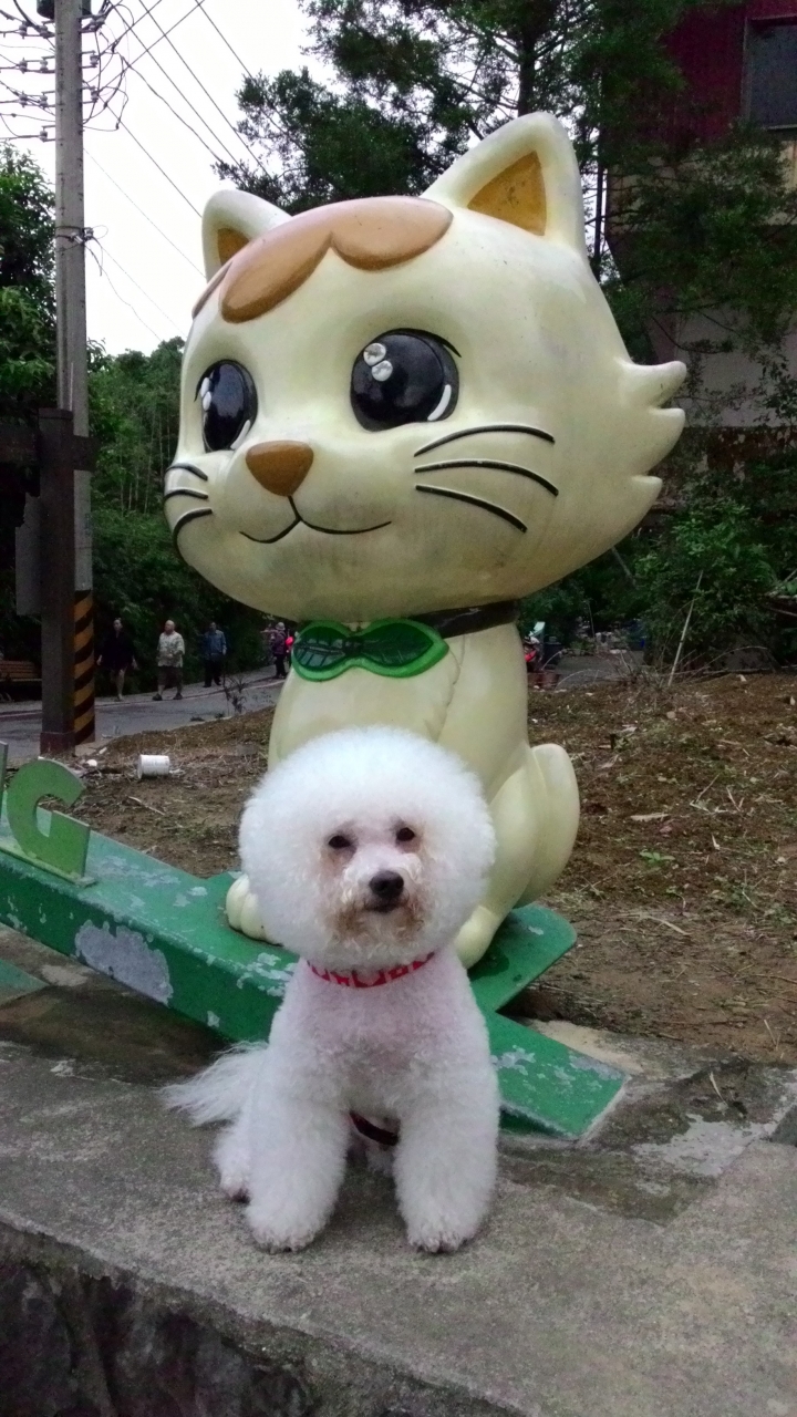 帶著比熊犬騎小摺上貓空尋貓去